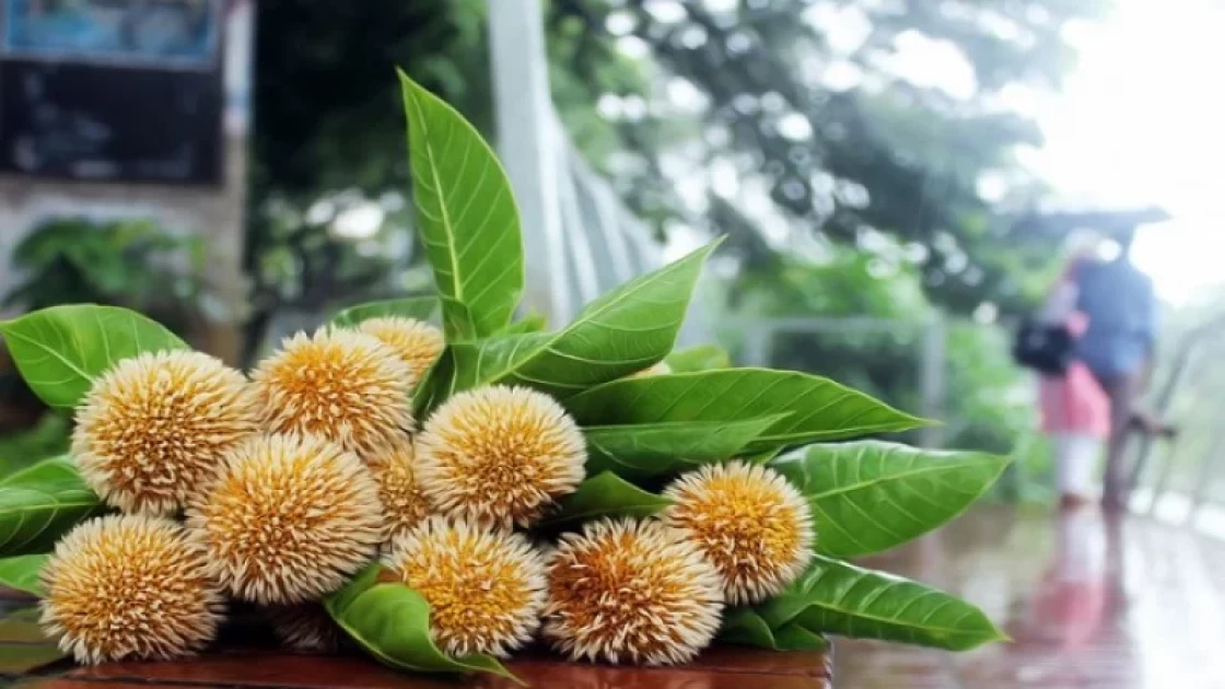 আবার এসেছে আষাঢ়