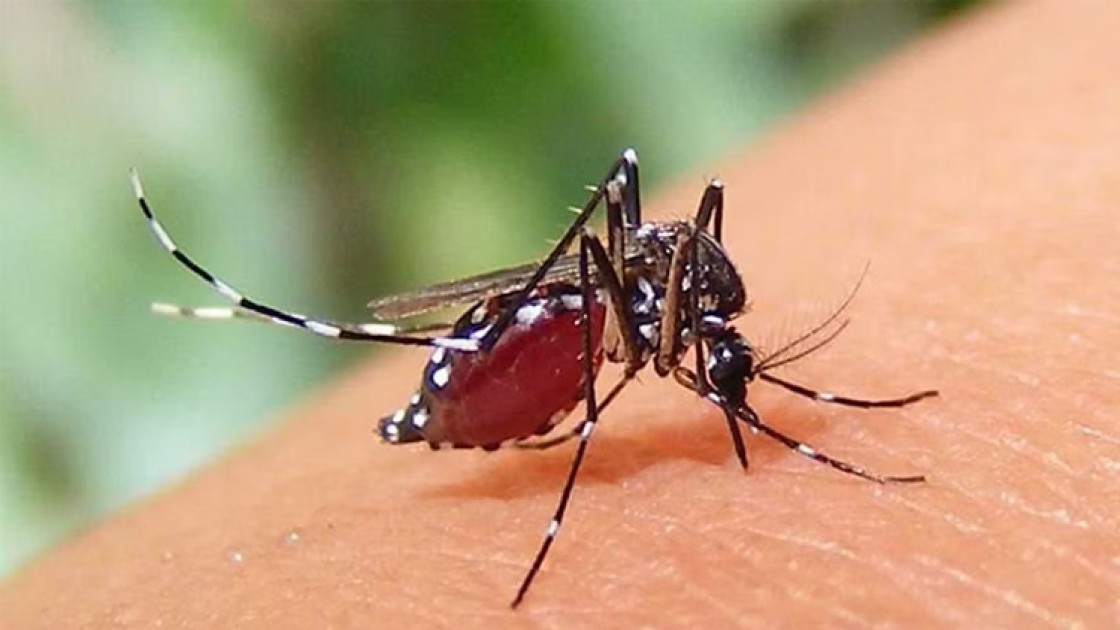 ডেঙ্গুর একাধিক ধরন, উপসর্গ