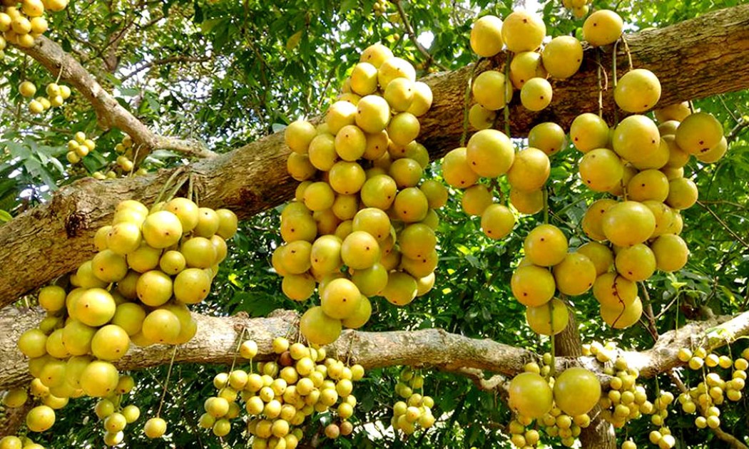 নানা গুণের লটকন
